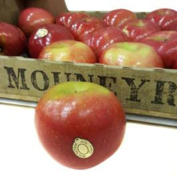 Chilled Fuji Apple  Cal 201/240    富士蘋果  Mouneyrac