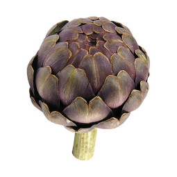 Cardinal Globe Artichoke