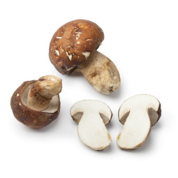 Porcini Bellorr