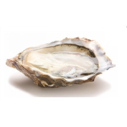 Chilled Gillardeau Oyster No.2 法國冰鮮吉拉多生蠔 2號  Selected By Cff