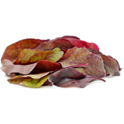 Chilled Salad  Bull Blood 牛血菜  Selected By Cff