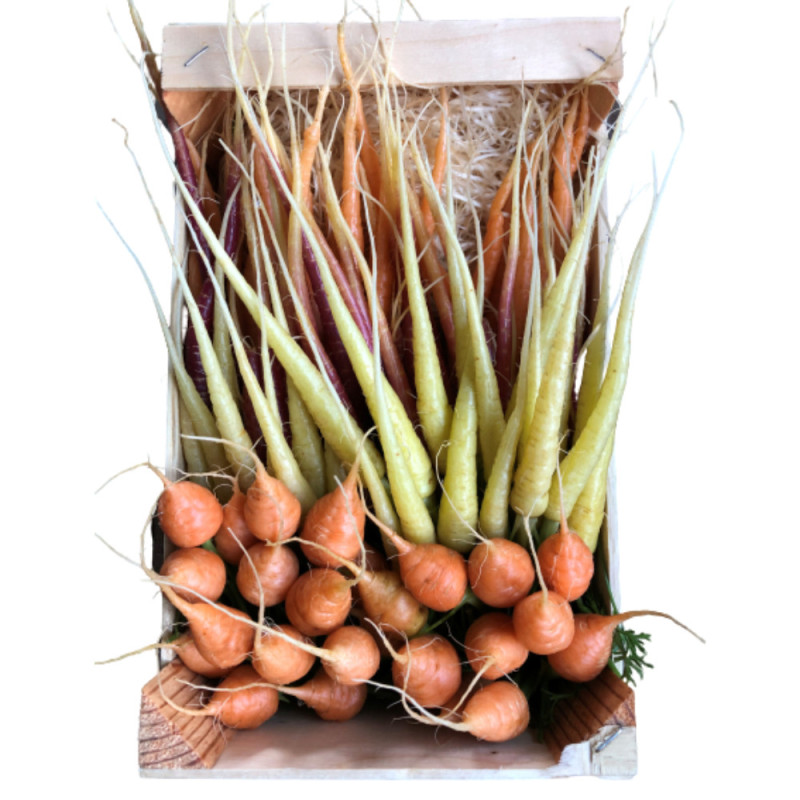 Chilled Baby Mixed Carrot Eric Roy  Purple,Yellow,Orange,Mixed    雜甘筍仔 Le Jardin Des Roys