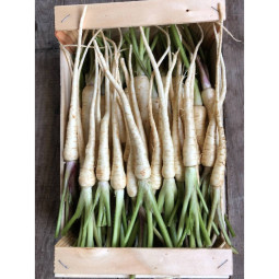 Baby-Parsnip Eric Roy