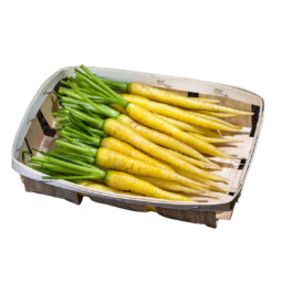 Chilled Baby  Yellow Carrot Eric Roy    黃甘筍仔 Le Jardin Des Roys