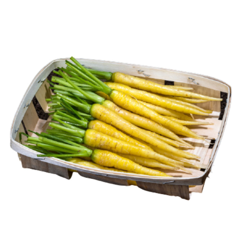 Chilled Baby  Yellow Carrot Eric Roy    黃甘筍仔 Le Jardin Des Roys