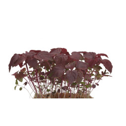 Chilled Cress  Shiso Purple Cress  紫蘇芽  Koppert Cress