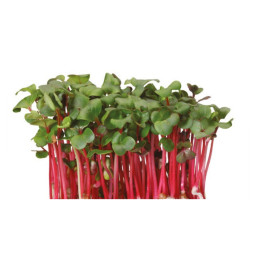 Chili Cress  Koppert Cress