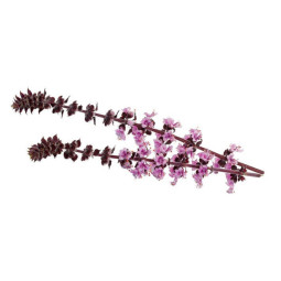 Zalotti Blossom  Koppert Cress