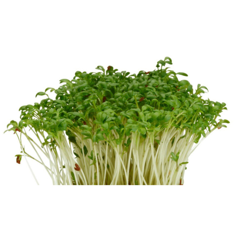 Garden Cress  Koppert Cress