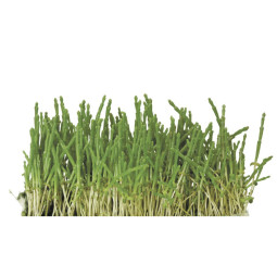 Salicornia Cress