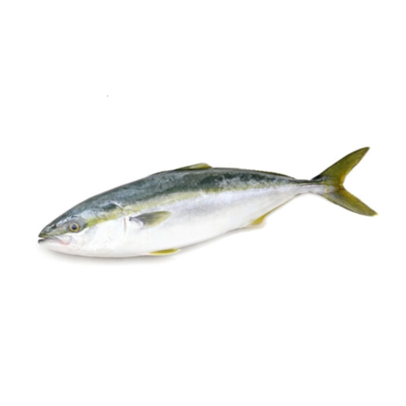 Chilled Dutch Yellowtail (Seriola Lalandi) Wr Whole Round 2,   油甘魚  Selected By Cff