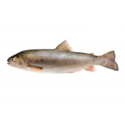 Chilled Arctic Char 法國紅點鮭  Selected By Cff