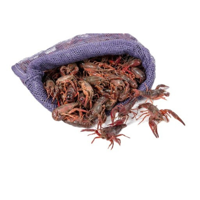 Live Crayfish 小龍蝦