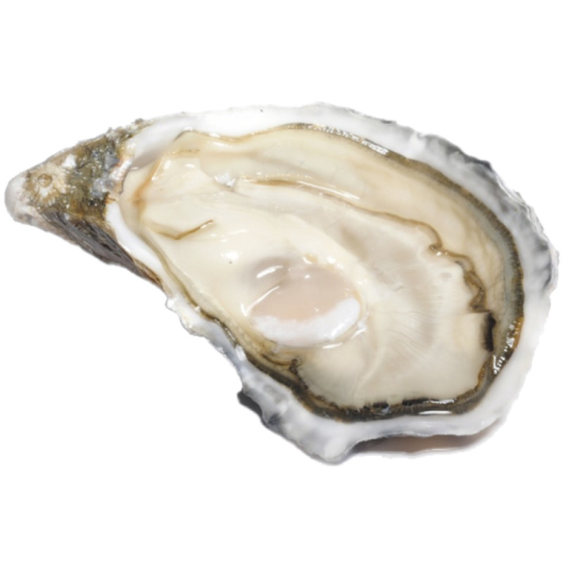 Chilled Oyster Special Ancelin No.1    法國安莎蓮蠔  Selected By Cff