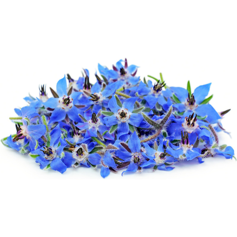 Chilled Flower  Borage    琉璃苣  Selected By Cff