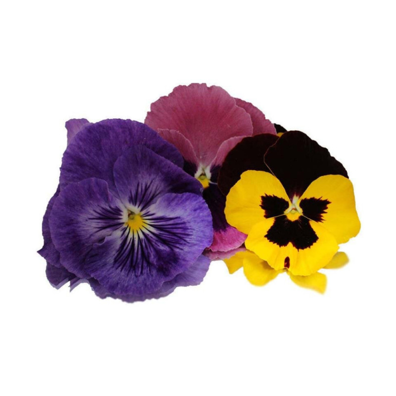 Chilled Flower  Pansy (Large)  三色堇花  Selected By Cff