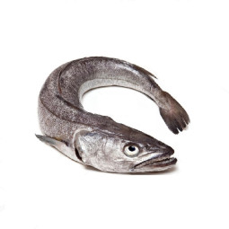 Hake whole 狗鱈