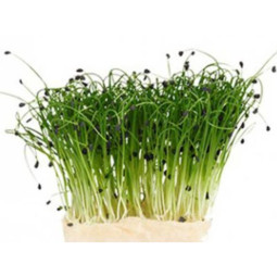 Chilled Chive Sprouts     韭菜芽  Moorea