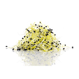 Chilled Leek Sprout  韭黃芽  Moorea