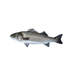 Chilled French Farmed Seabass 法國養殖鱸魚  Aquanord
