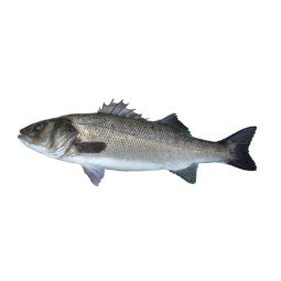 Chilled French Farmed Seabass 法國養殖鱸魚  Aquanord