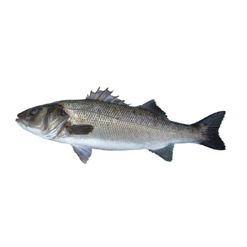 Chilled French Farmed Seabass 法國養殖鱸魚  Aquanord