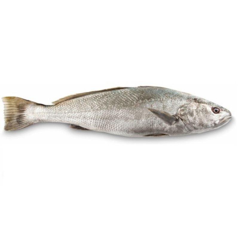 French Farmed Meagre