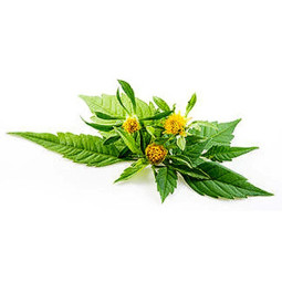 Chilled Tagete Leaves (Marius Auda)    萬壽菊葉  Selected By Cff