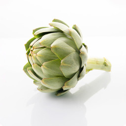 Camus Artichoke