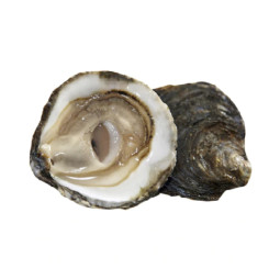 Chilled Belon Oyster "1930" N.000    貝隆生蠔  Parcs St Kerber