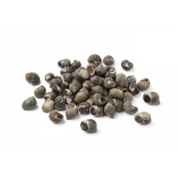 Chilled Periwinkle/Bigorneaux Jumbo Size   法國冰鮮濱螺  特大  Parcs St Kerber