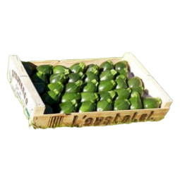 Round Green Zucchini L'OUSTALET