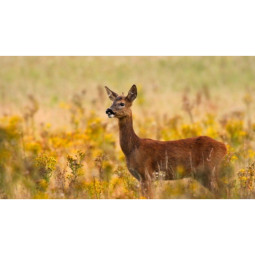 Wild Roe Deer  Boneless Shoulder  Rhug Estate