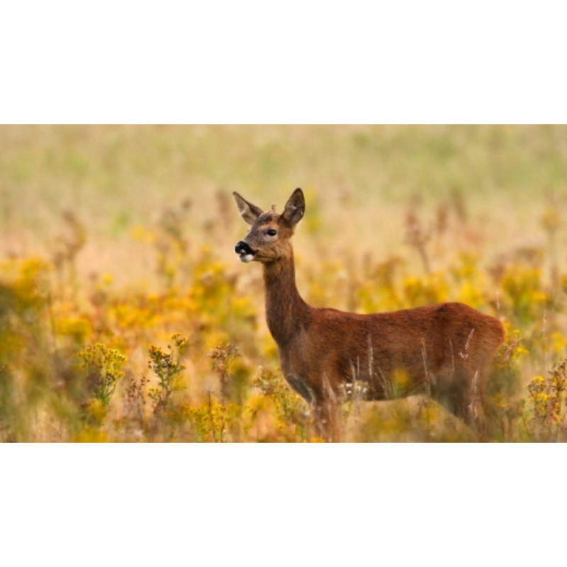 Wild Roe Deer  Boneless Shoulder  Rhug Estate