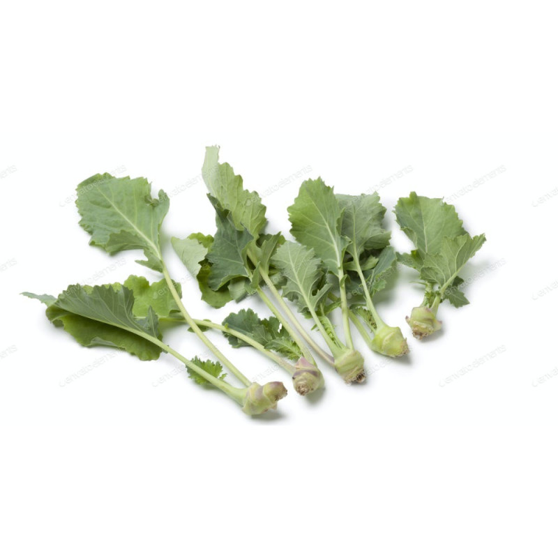 Baby kohlrabi chou rave