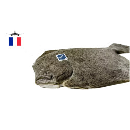 Turbot Farmed 多寶魚