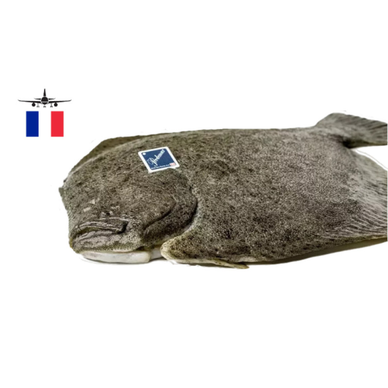 Turbot Farmed 多寶魚