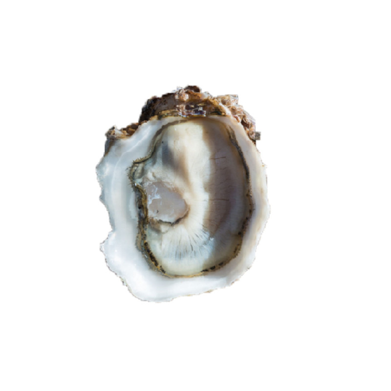 Chilled Speciales Tarbouriech Oyster No.3      法國特級生蠔no. 3  Tarbouriech