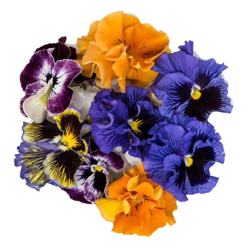 Chilled Bastelica  Viola Flower    三色堇  Selected By Cff