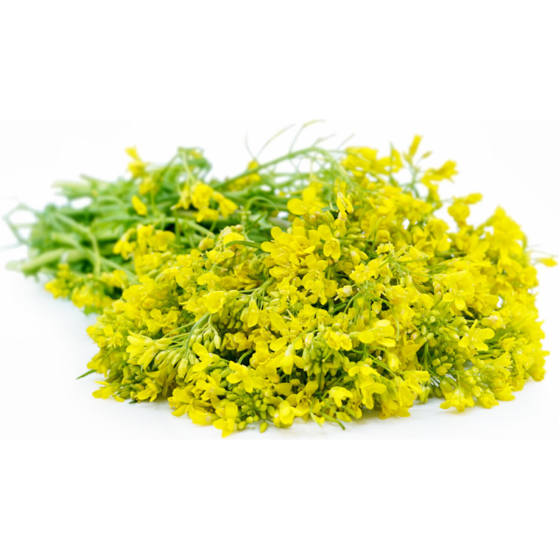 Chilled Vse  Bastelica  Mizuna Flower    水菜花  Selected By Cff