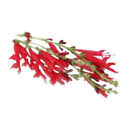 Chilled Vse  Bastelica  Pineapple Sage    鳳梨鼠尾草  Selected By Cff