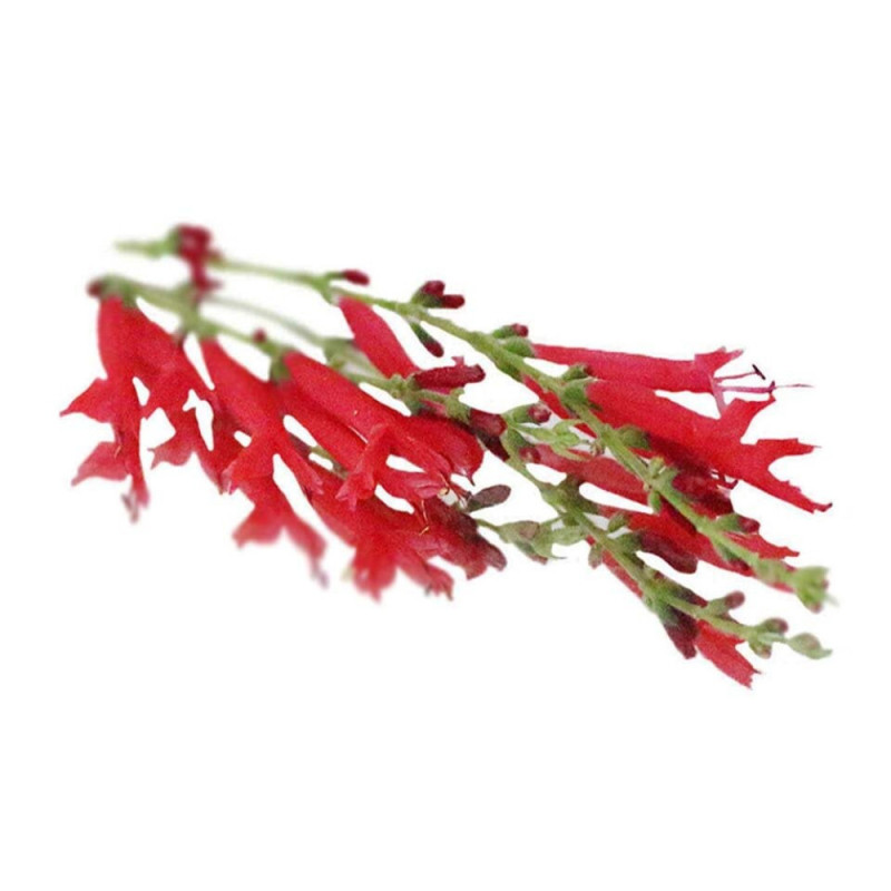 Chilled Vse  Bastelica  Pineapple Sage    鳳梨鼠尾草  Selected By Cff