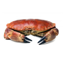 Edible Crab / Tourteaux  麵包蟹