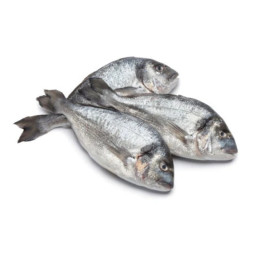 Royal Seabream Viviers Noirmoutier