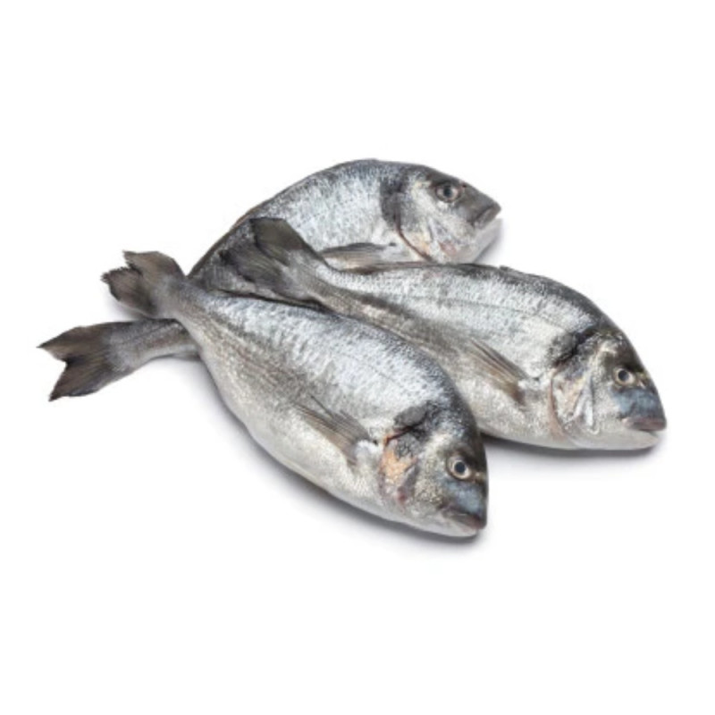 Royal Seabream Viviers Noirmoutier