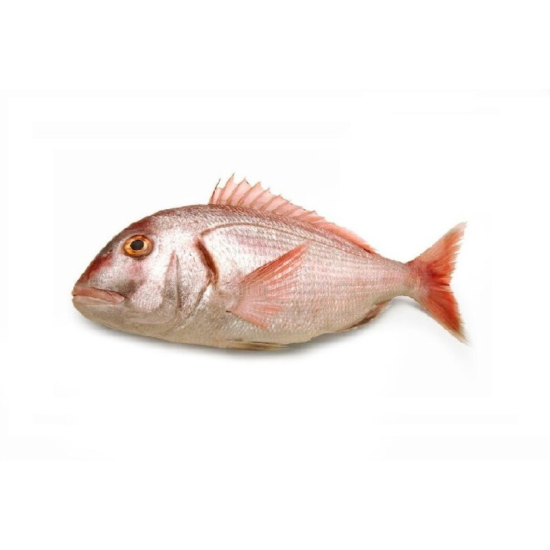 Chilled Red Porgy Line Caught Viviers Noirmoutier  線釣嘉臘魚  Viviers Noirmoutier