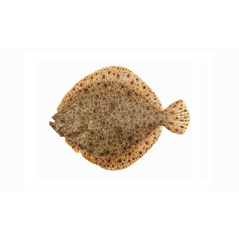 Chilled Turbot Extra  Viviers Noirmoutier  法國多寶魚  Foro Maree