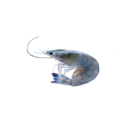 Frozen ASC Cristalblue Prawns From New-caledonia 41/50    急凍新卡里多尼亞水晶藍蝦  Obsiblue