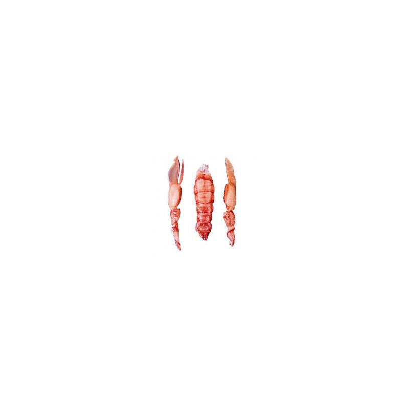 Frozen European Lobsters Tails And Claws  Cinq Degrés Ouest