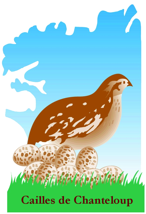 Caille de Chanteloup